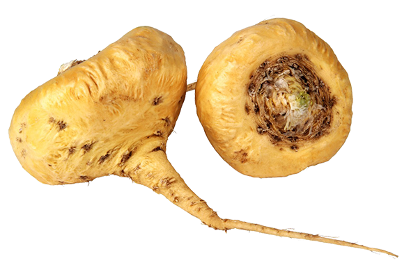 Maca